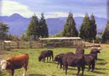 台湾清境农场天气 台湾清境农场天气