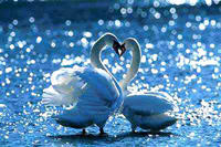 武汉天鹅湖天气 武汉天鹅湖天气